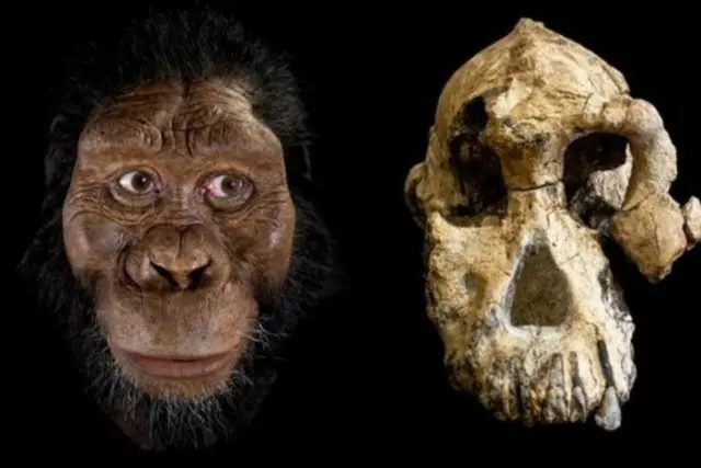 Scientists Study 3.5-Million-Year-Old Origins of Unique Human