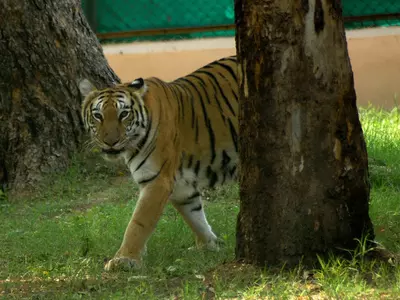 Pregnant Tigress Crushed To Death