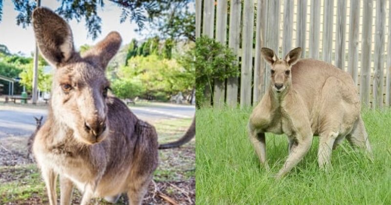 6ft-Tall Rogue Kangaroo With A 'Bad Attitude' Puts The Fear Of God In ...