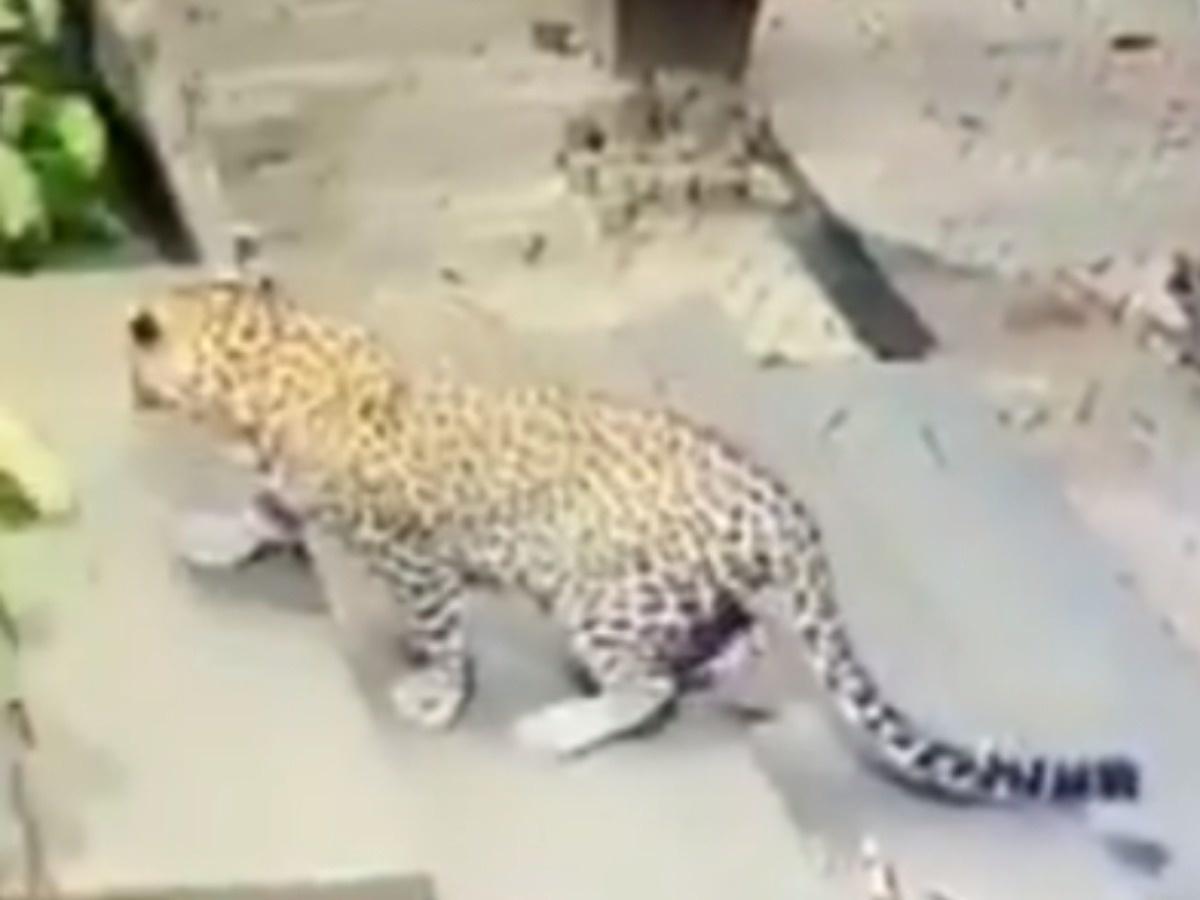 leopard pouncing