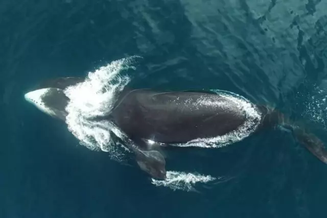 At 268 Years, Scientists Have Found A Whale That May Be 25 Years Older Than  USA