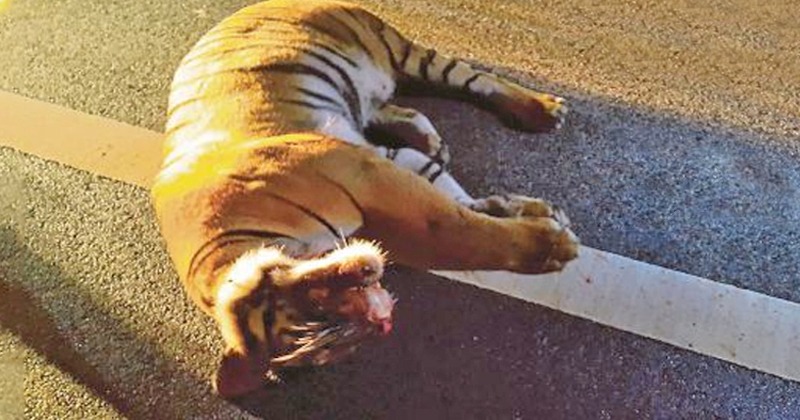 Development At Their Cost Pregnant Tigress Crushed To Death By