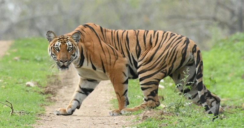 The Story Of A Tiger Travelling 1,300 km Over 150 Days Is Giving ...