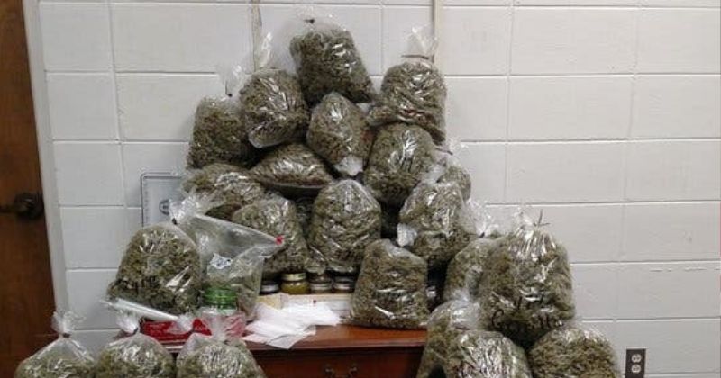 US Man Caught With 38 Kg Marijuana Wrapped As Christmas Gifts At ...