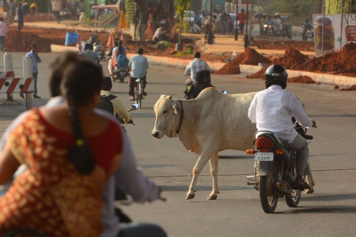 Cow Collision