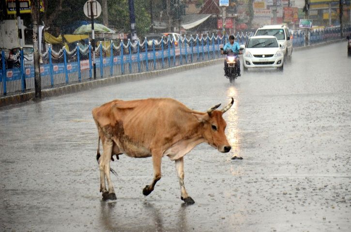 Cow Collision