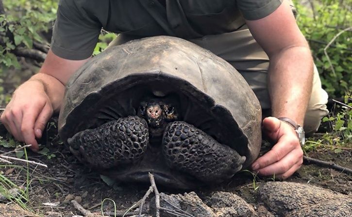 Fernandina Giant Tortoise:last Seen In 1906, Galapagos Giant Tortoise 