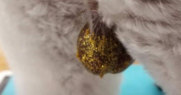 Glittering dog balls 2025