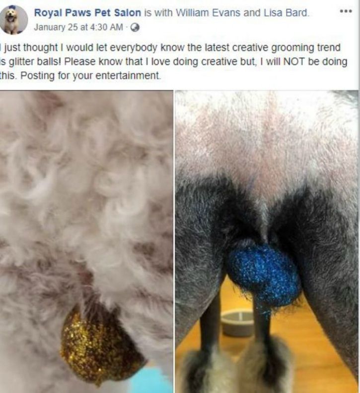 Someone Started The Trend Of Putting Glitter On Dogs Testicles We d Really Like To Know Why