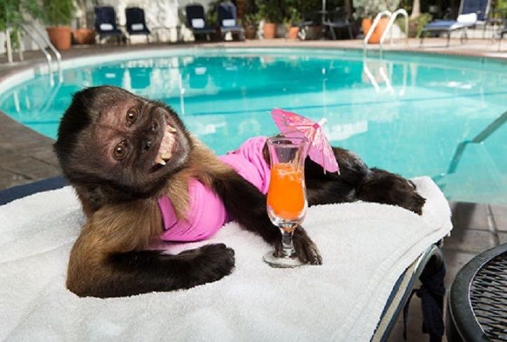 Hangover Crystal Monkey:Remember Hangover's Famous Monkey 'Crystal'? He ...