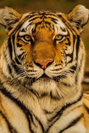 India's Tiger Population Has Increased By 1300% Since It Was Declared ...