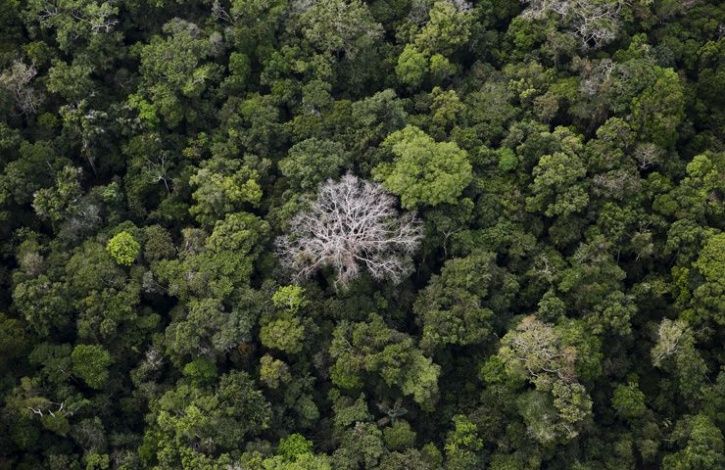 Pictures The Real Face Of Deforestation In Amazon Rainforest