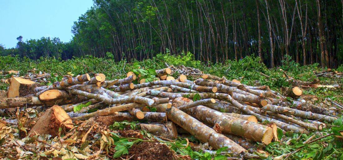 Government Gave Orders To Cut 1,09,75,844 Trees In Last 5 Years ...