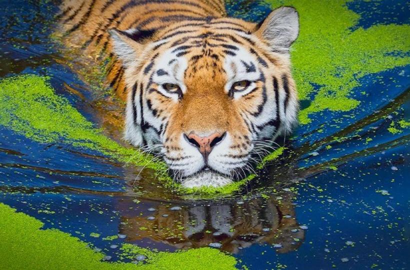 India's Tiger Population Increases, But Our National Animal Faces The Biggest Threat From Us India's Tiger Population Increases, But Our National Animal Faces The Biggest Threat From Us