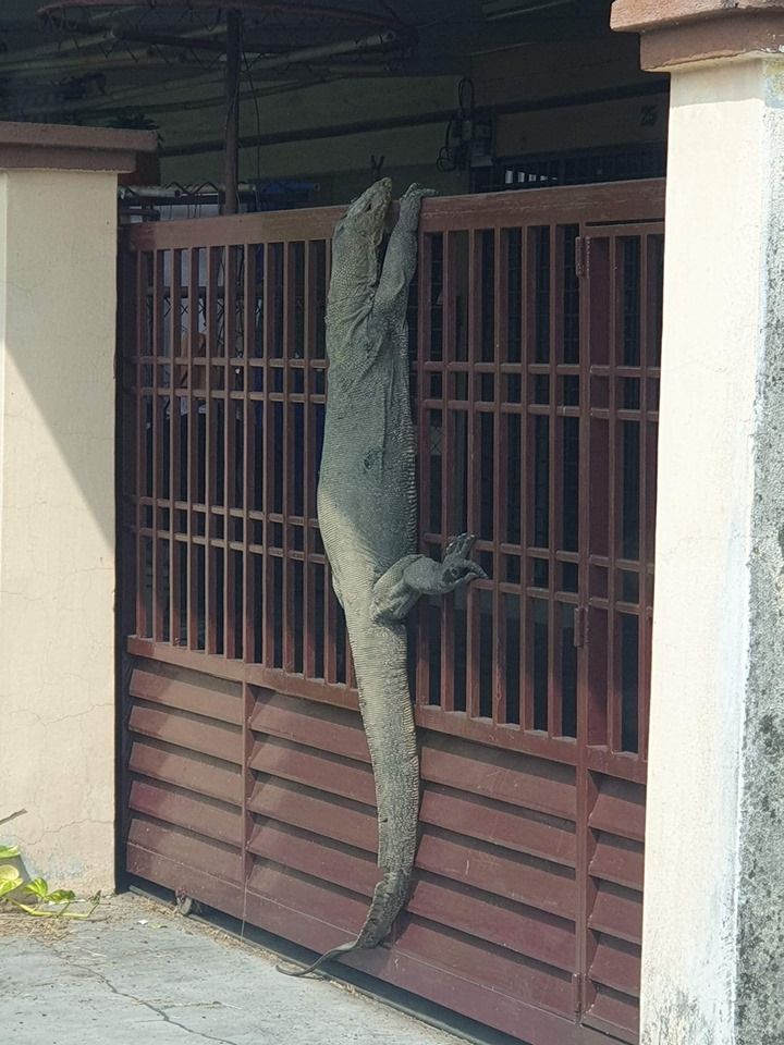 ‘Godzilla’Monitor LizardMalaysian Man Spots ‘Godzilla’ Monitor Lizard