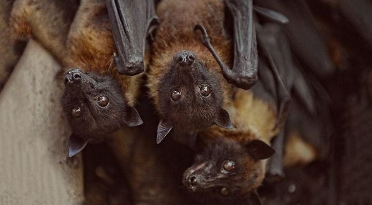 Fruit bats are hosts to Nipah Virus