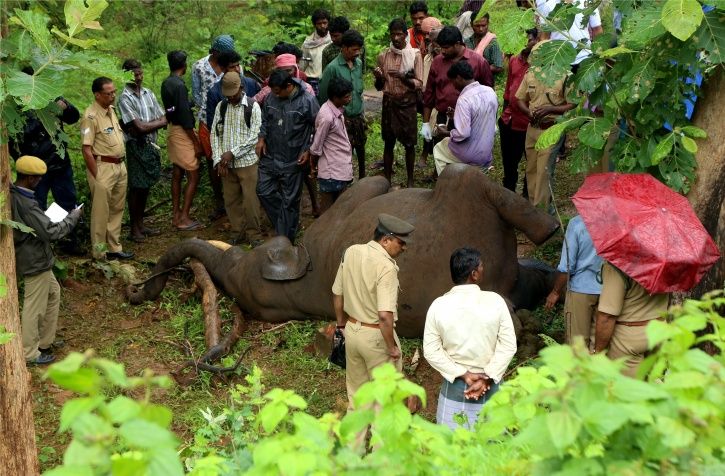 Plan Bee:Railway's 'Plan Bee' Using Amplified Version Of Honey Bee Buzz To Keep Elephants Away ...