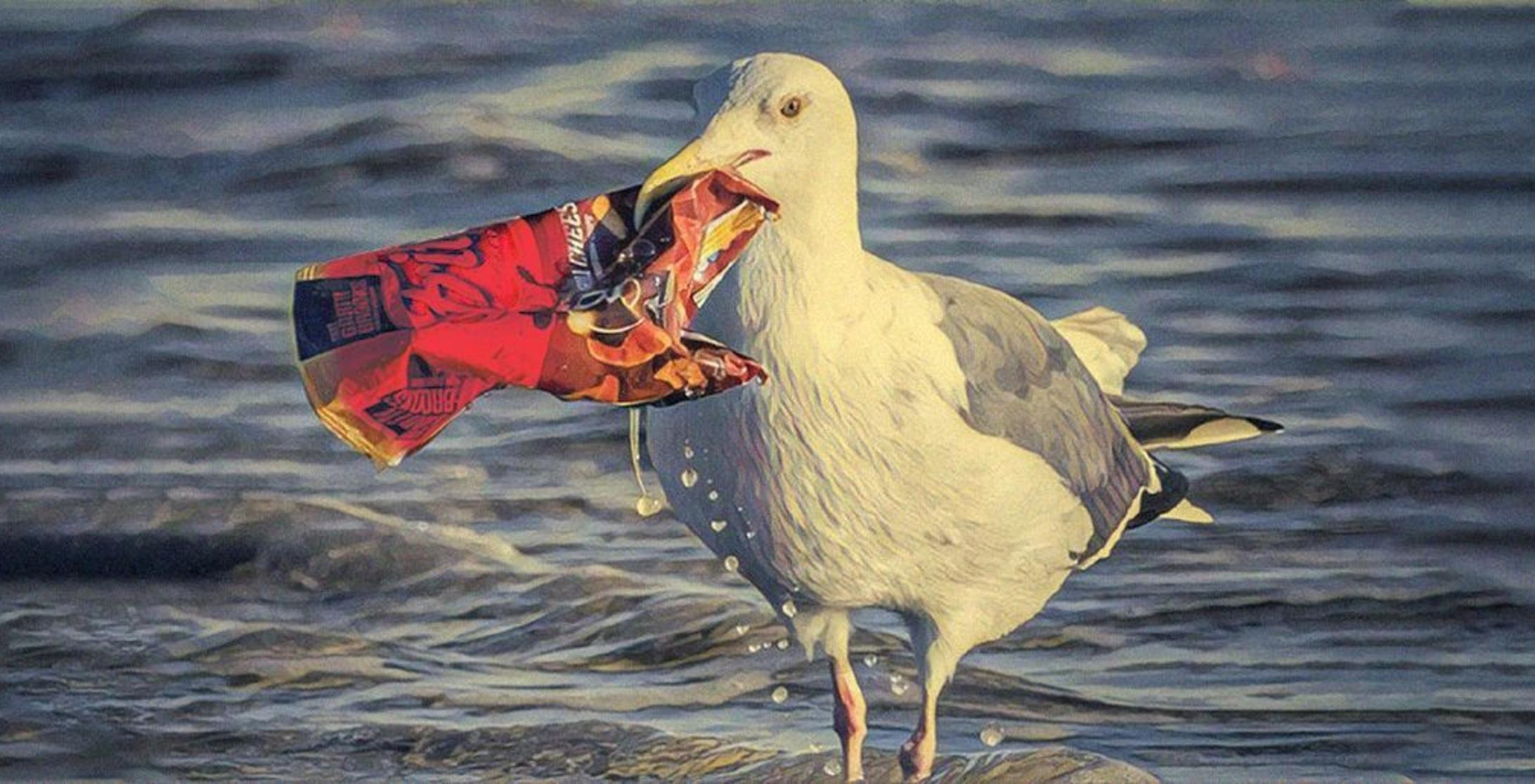 11 Heartbreaking Photos That Show How Plastic Waste Is Killing The Birds It S Time We Stop