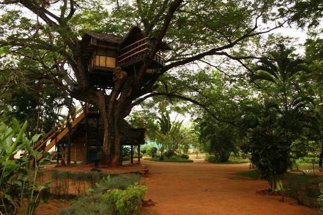 Best Tree Houses In India 9 Beautiful Tree House Resorts In India