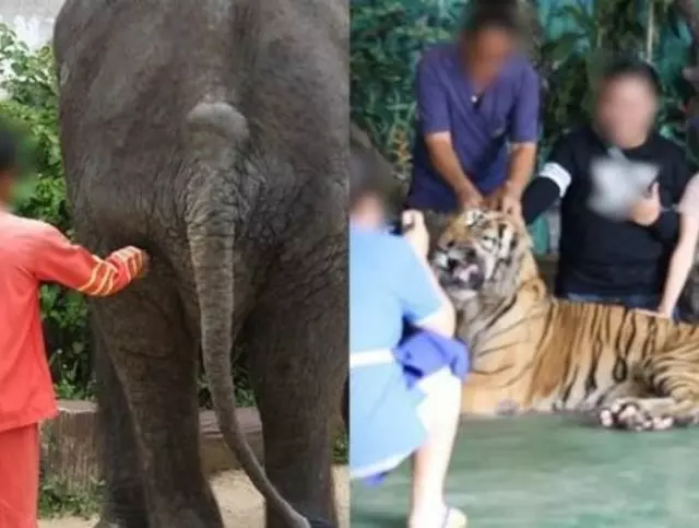 Thai zoo under fire after poked tiger video goes viral