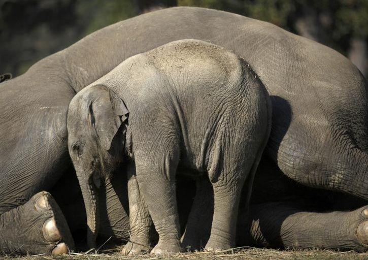 Animal mothers and babies:21 Amazing Pictures From Animal Kingdom Show ...