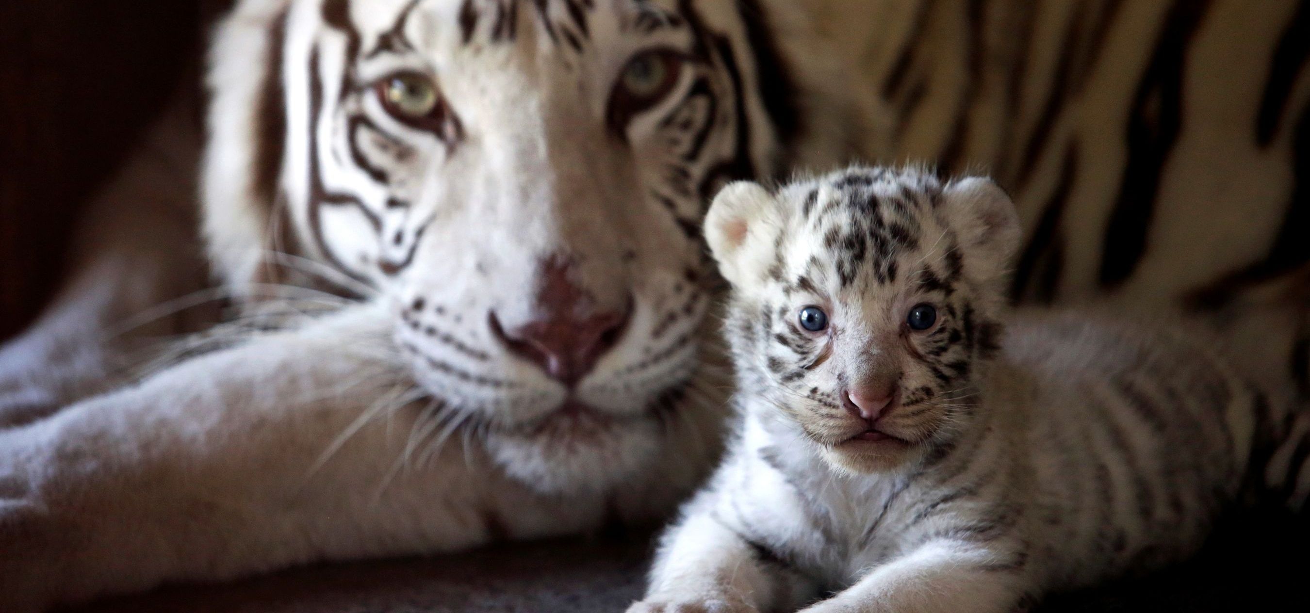 21 Amazing Pictures From Animal Kingdom Show How Moms Protect And Care