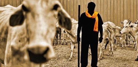 Cow Vigilantism-Related Mob Lynching Is Now A Crime In Madhya Pradesh, Accused To Get 5 Years In Jai