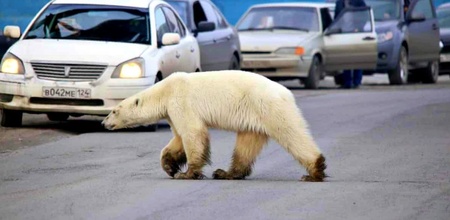 Starving & Exhausted Polar Bear Wanders Into Industrial Siberian Town, 1,500 Kms Away From Home