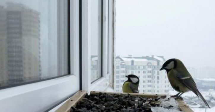 Supreme Court Bird Feeding On World Sparrow Day Feeding Birds