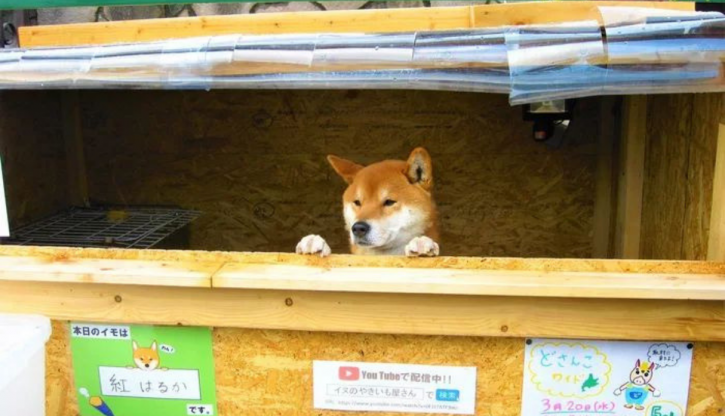 Ken Kunwho Is This Good Doggo Running A Sweet Potato Shop