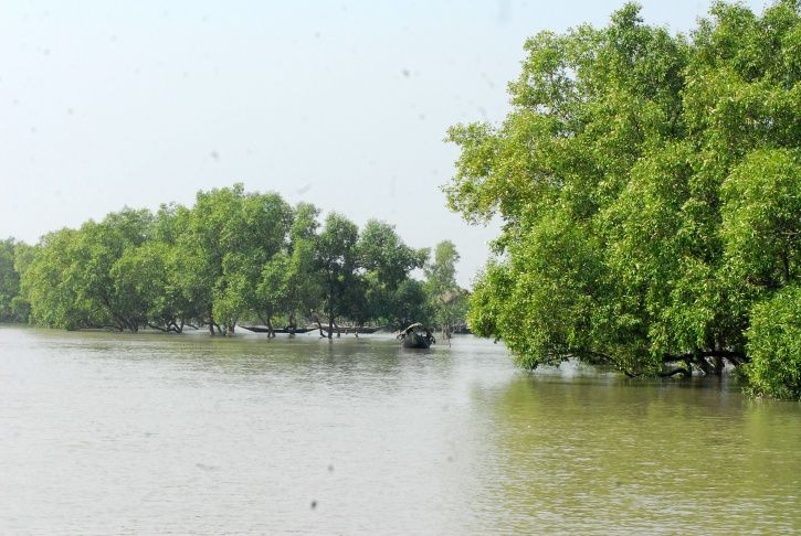 Mangroves Made Cyclone Bulbul Less Devastating & This Is Why We Must Save Them