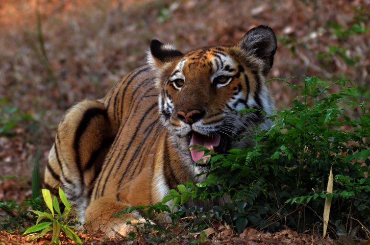 National Animal:Having Tiger As National Animal Is Reason Behind