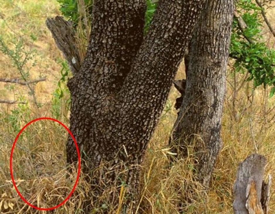 There Are Animals Hiding In These Pictures, How Many Can You Spot?