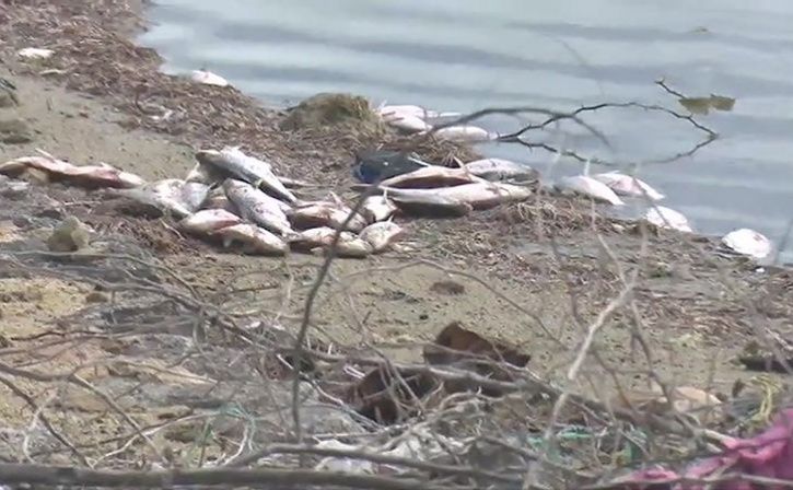 Dead Fishes Seen Floating In Backwater