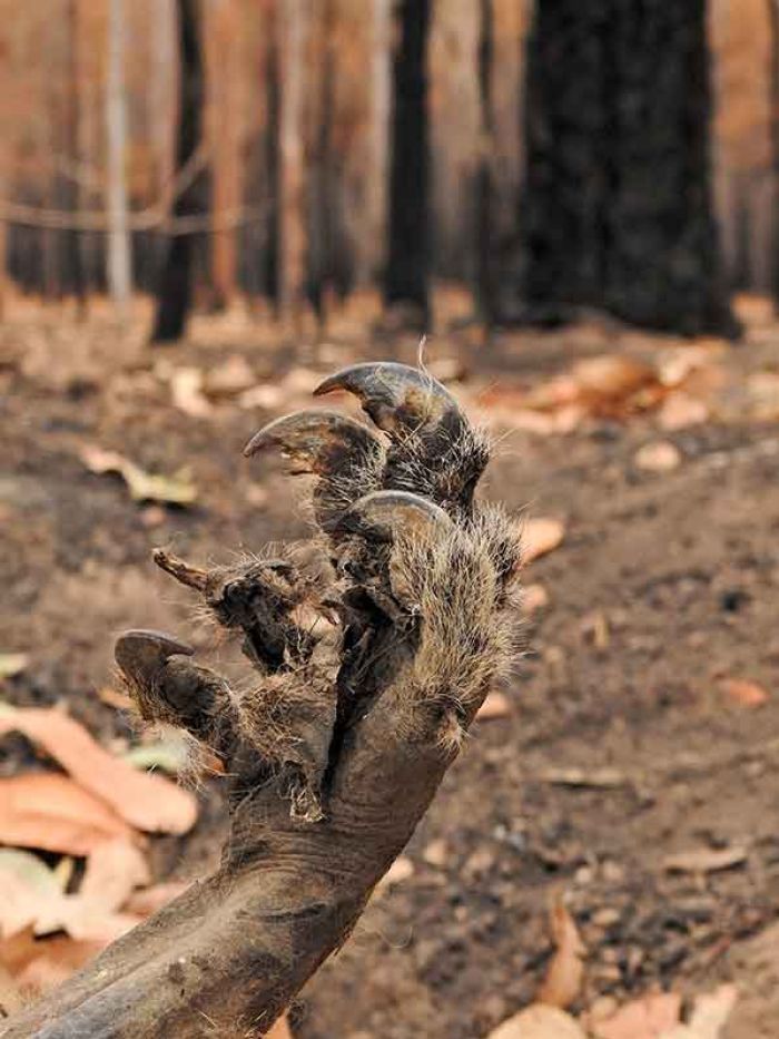 Koalas Dead Heartbreaking Hundreds Of Koalas Burned To Death In A