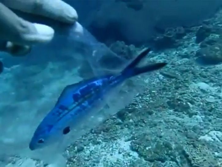 Sea Animals Stuck In Plastic