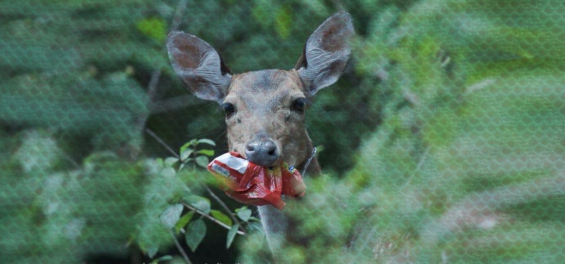 Heartbreaking Photos Of How Our Trash Is Impacting The Animals And Wildlife