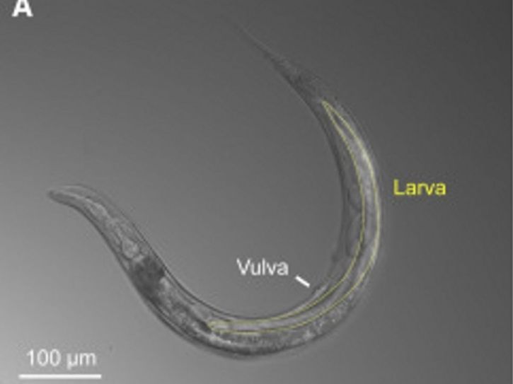 Biodiversityworm With Three Sexes Living In Poisoned Lake Proves Life