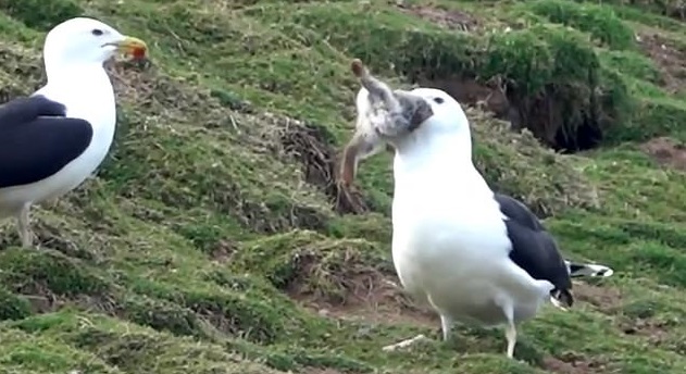 Into The Wild: Video Captures Exact Moment Seagull Gulps Down A Whole ...