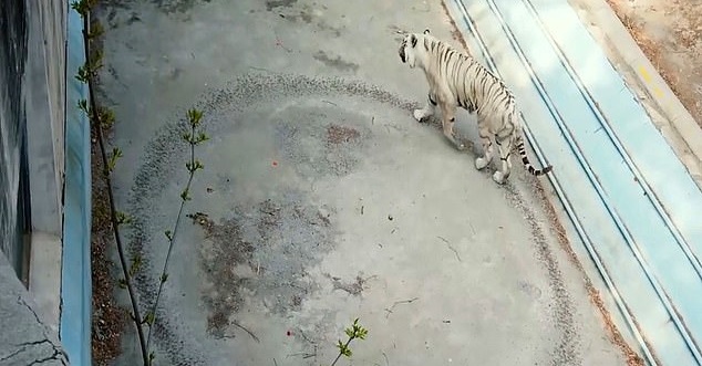 Quintuplet White Tigers Crawl Into the Public Eye - ABC News