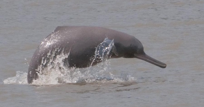 With Water Pollution Down, Dolphins Reportedly Spotted Near Kolkata ...