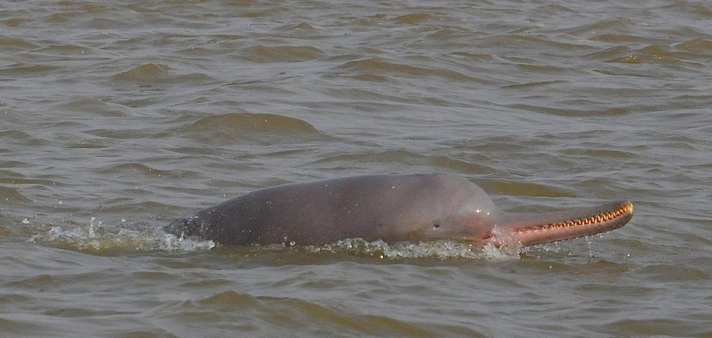 Lockdown effect: Gangetic dolphins spotted at Kolkata ghats after