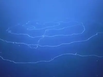 Deep Sea UFO like Creature
