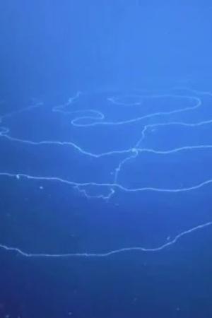 Deep Sea UFO like Creature