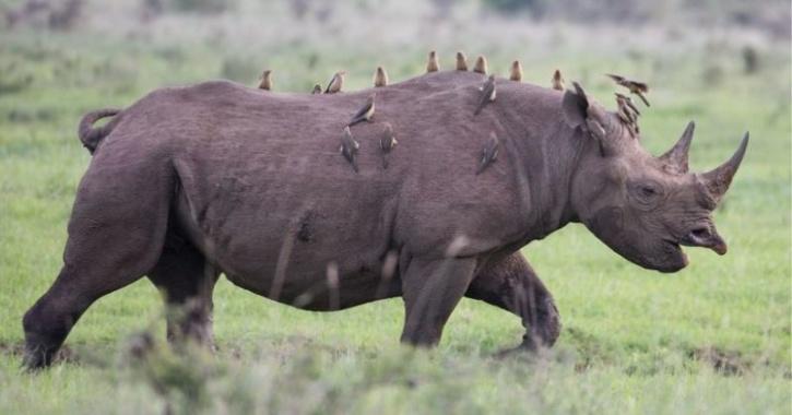 Nature&#39;s Security System: Birds Ride On Rhino&#39;s Back, Warning If They Spot  Poachers