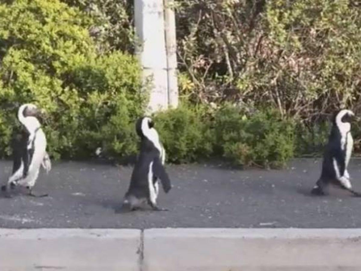 Video Shows African Penguins Waddling Down Empty Cape Town Road Amid  Lockdown