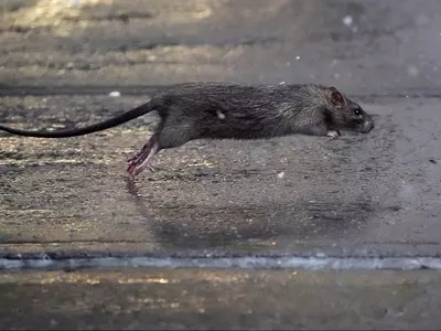 Rat Evolution