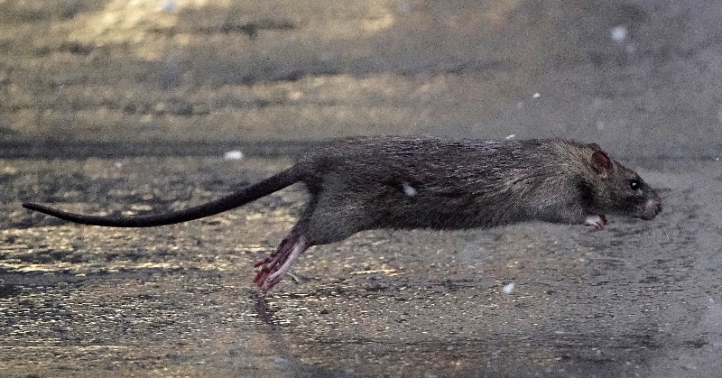 Rats May Turn To Cannibalism In Coronavirus Lockdown, And Become More ...