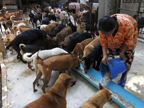 Hope For Stray Animals As Jaipur Municipal Corporation Arranges 15,000 Chapatis To Feed Them Hope For Stray Animals As Jaipur Municipal Corporation Arranges 15,000 Chapatis To Feed Them