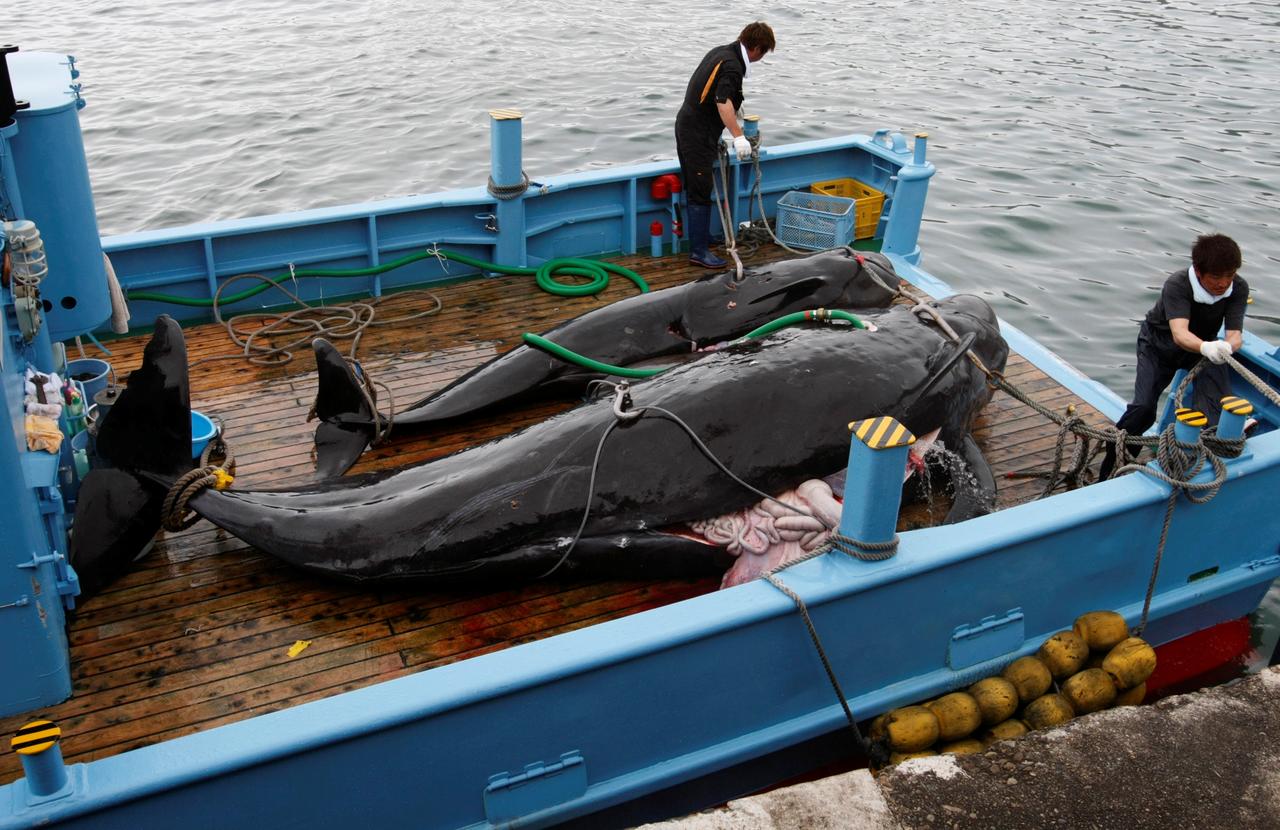 Iceland To Skip Whale Hunting For The Second Year In A Row, Here's Why